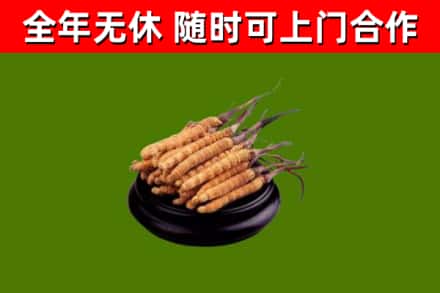 裕华区回收散虫草