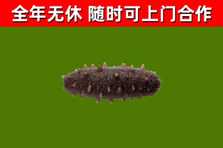 裕华区回收海参干